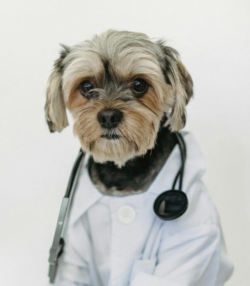 The Importance of Preventive Care for Your Pet’s Health