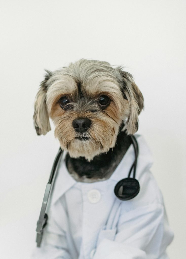 The Importance of Preventive Care for Your Pet’s Health