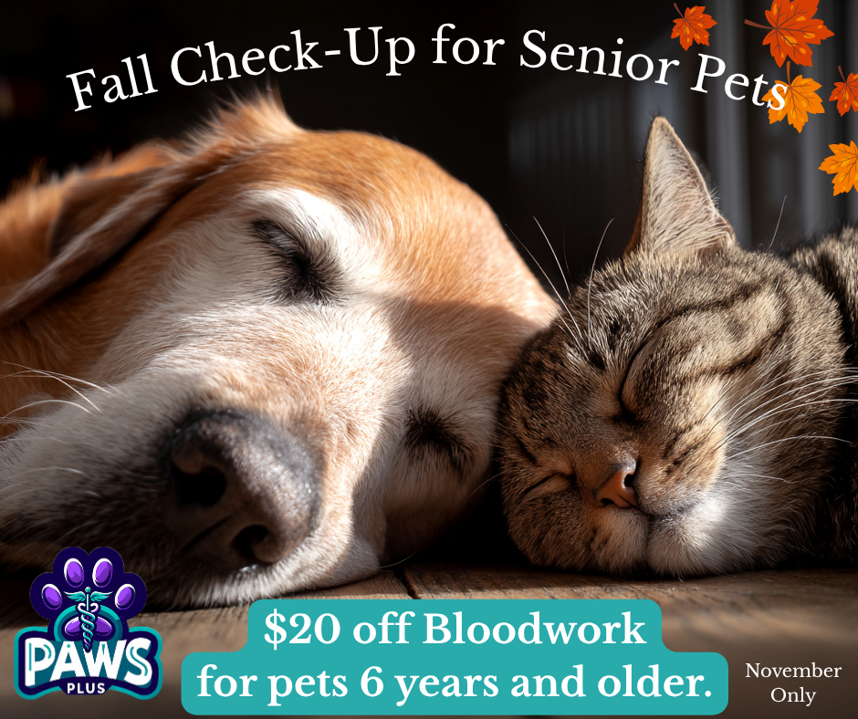 Fall Check-Up for Senior Pets